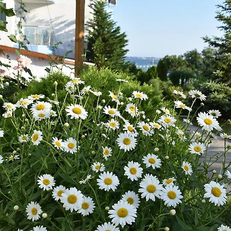 Nushev 2* Sveti Vlas